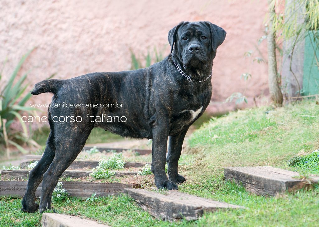 cane corso italiano, fêmea cane corso