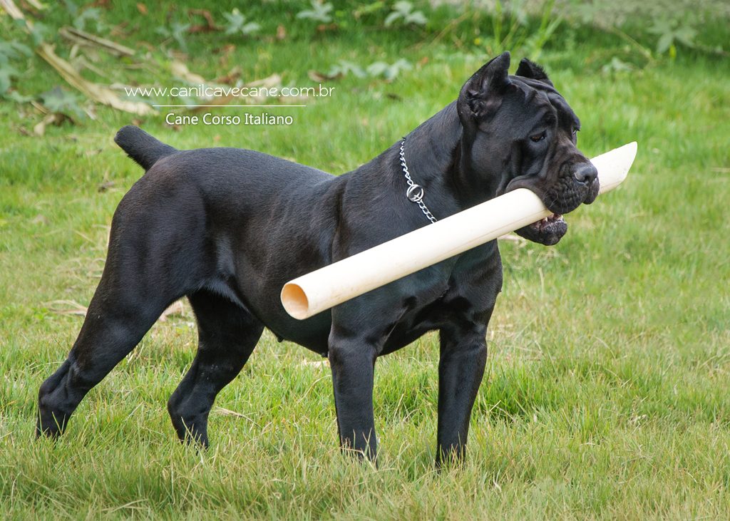 cane corso preta, cane corso fêmea