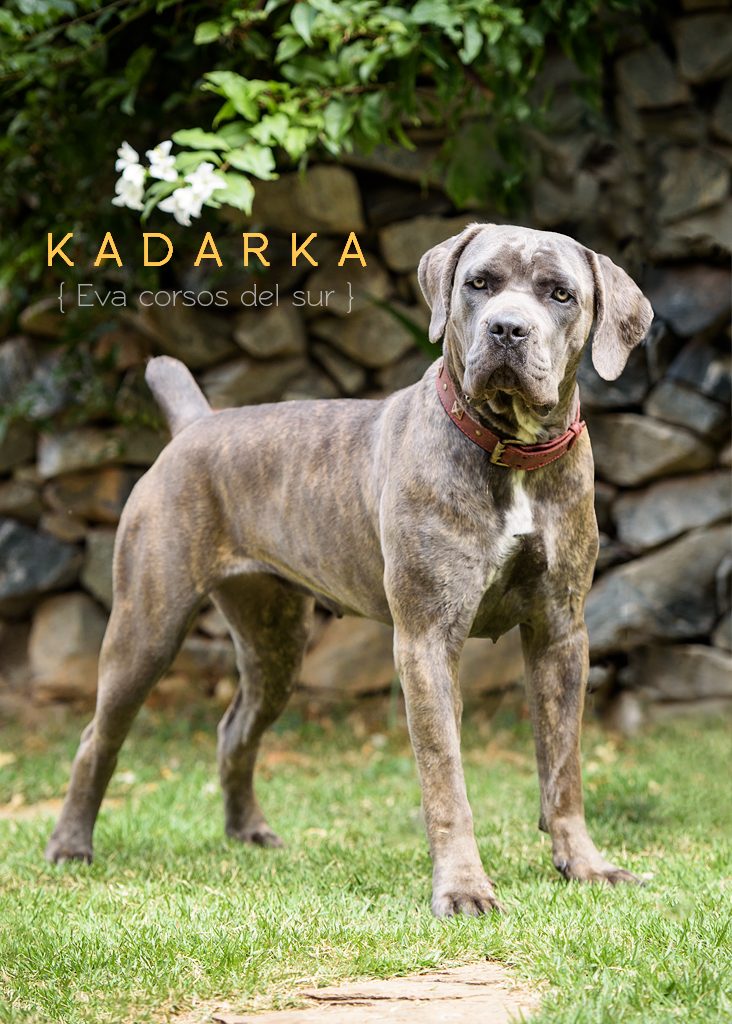 cane corso italiano, raça cane corso italiano