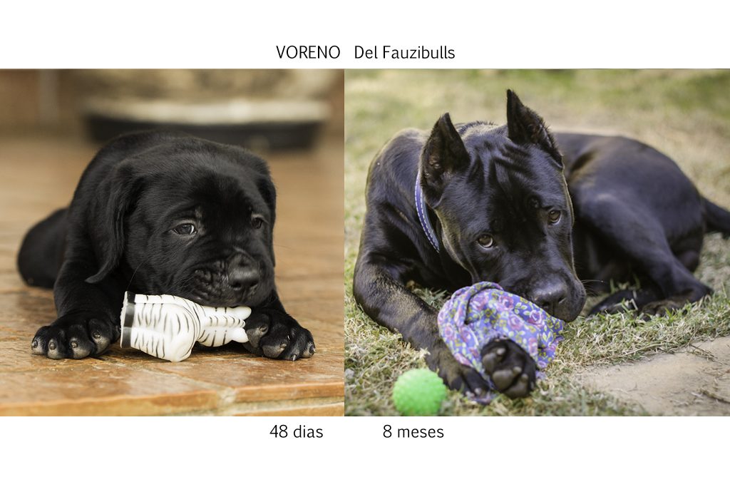 cane corso, filhotes cane corso, cachorro canecorso