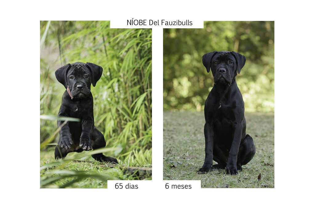 cane corso, filhotes cane corso, cachorro canecorso