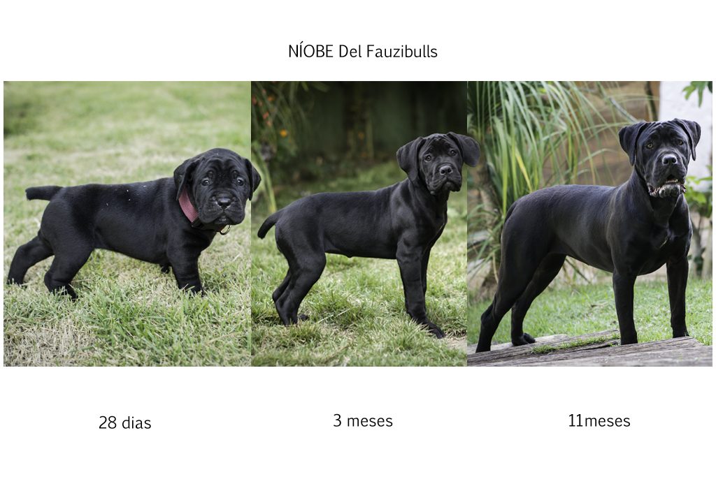 cane corso, filhotes cane corso, cachorro canecorso