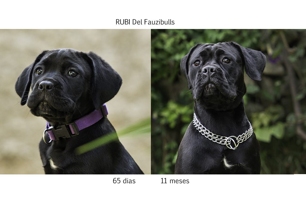 cane corso, filhotes cane corso, cachorro canecorso