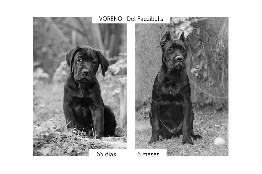 cane corso, filhotes cane corso, cachorro canecorso