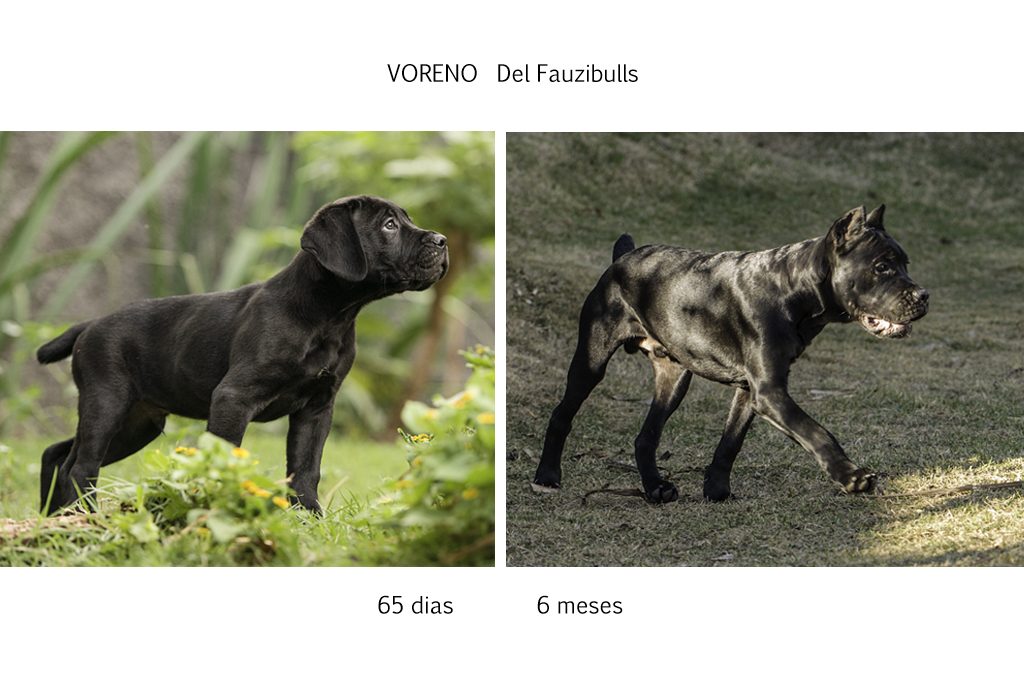 cane corso, filhotes cane corso, cachorro canecorso