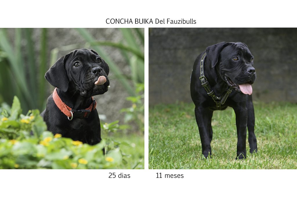 cane corso, filhotes cane corso, cachorro canecorso