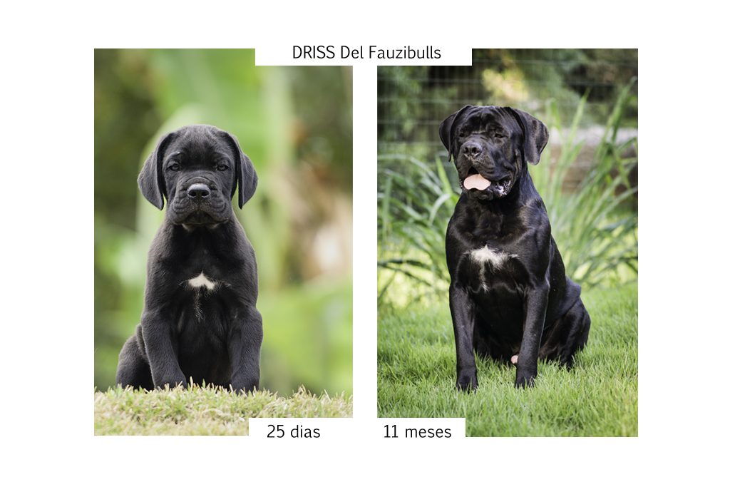 cane corso, filhotes cane corso, cachorro canecorso