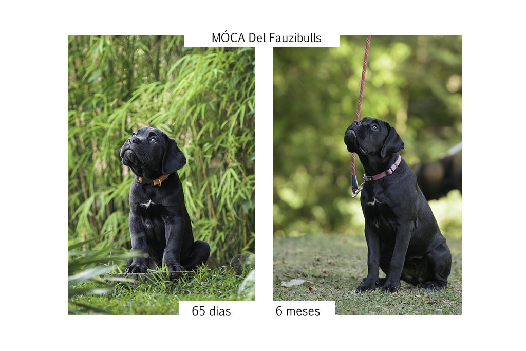 cane corso, filhotes cane corso, cachorro canecorso