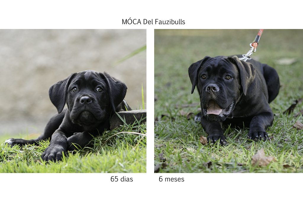 cane corso, filhotes cane corso, cachorro canecorso