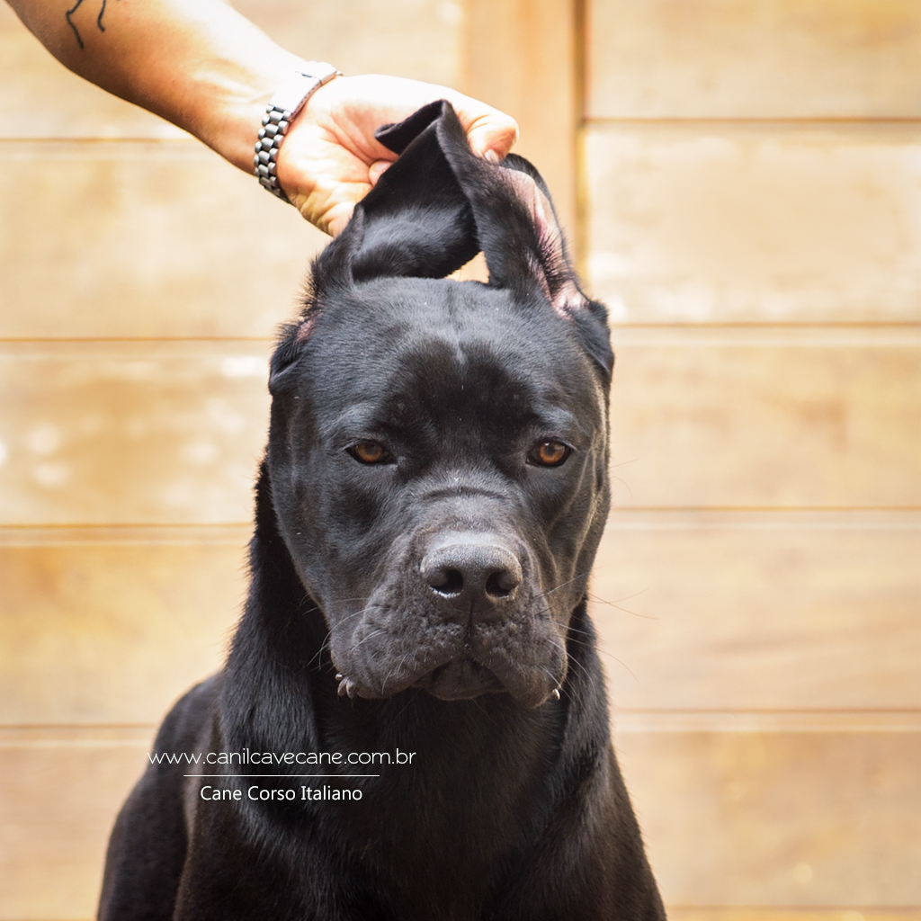 cane corso fêmea