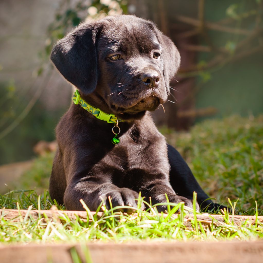 ninhada disponível cane corso, filhote disponível cane corso