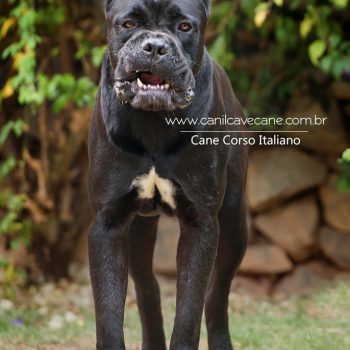 cachorro cane corso, italian mastiff, canecorso picture, pedigree cane corso