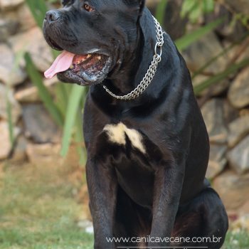 cachorro cane corso, italian mastiff, canecorso picture, pedigree cane corso