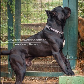 cachorro cane corso, italian mastiff, canecorso picture, pedigree cane corso