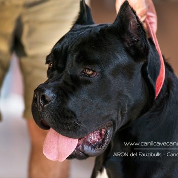 cachorro cane corso, italian mastiff, canecorso picture, pedigree cane corso