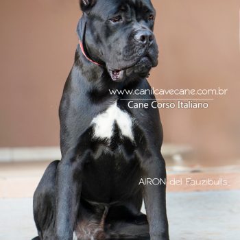 cachorro cane corso, italian mastiff, canecorso picture, pedigree cane corso