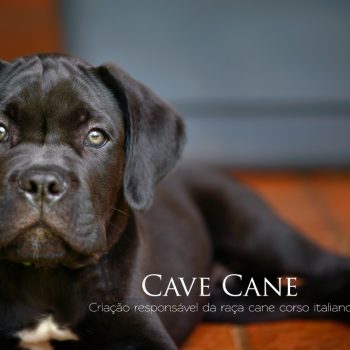cachorro cane corso, italian mastiff, canecorso picture, pedigree cane corso