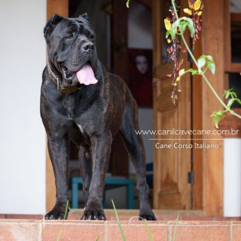 cane corso foto, cane_corso picture, canicorso