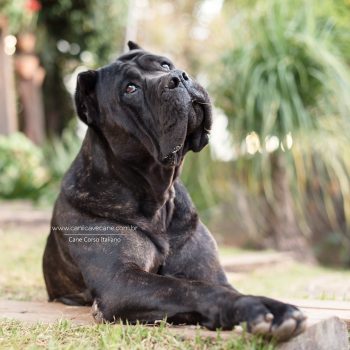 cane corso foto, cane_corso picture, canicorso