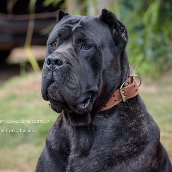 cane corso foto, cane_corso picture, canicorso