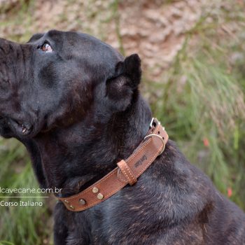 cane corso foto, cane_corso picture, canicorso