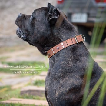 cane corso foto, cane_corso picture, canicorso