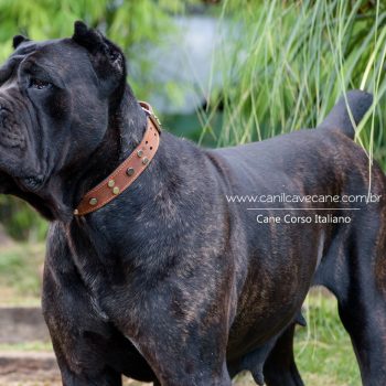 cane corso foto, cane_corso picture, canicorso