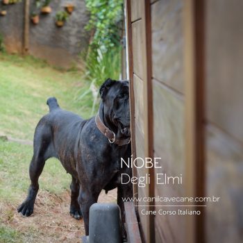 cane corso foto, cane_corso picture, canicorso