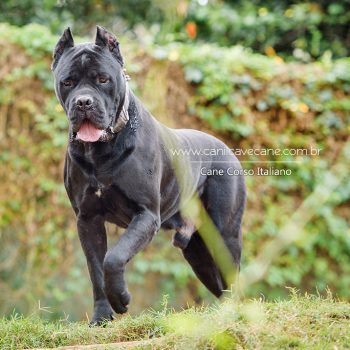 cachorro cane corso, italian mastiff, canecorso picture, pedigree cane corso