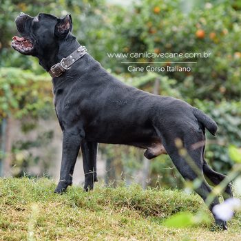 cachorro cane corso, italian mastiff, canecorso picture, pedigree cane corso
