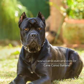 cane corso, foto de cane corso, canecorso picture, pedigree cane corso