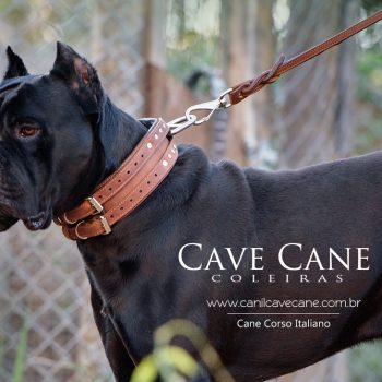 cane corso, foto de cane corso, coleira cave cane