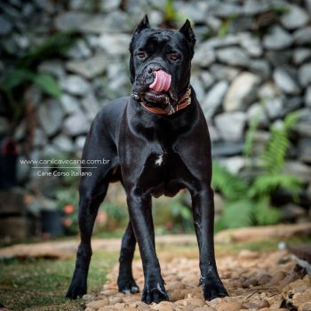 cane corso, foto de cane corso ,coleira cave cane