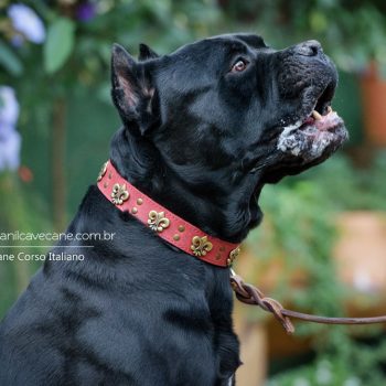 cane corso, foto de cane corso,  coleira cave cane