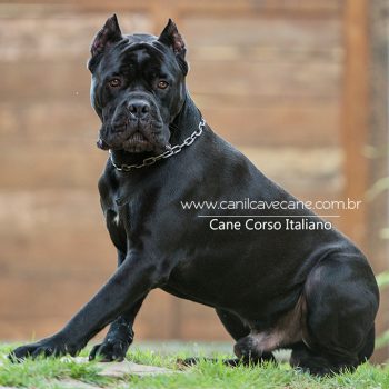 cane corso, foto de cane corso, canecorso picture, pedigree cane corso