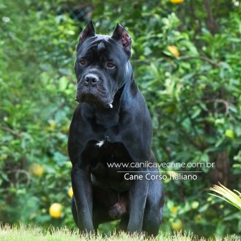 cane corso, foto de cane corso, canecorso picture, pedigree cane corso