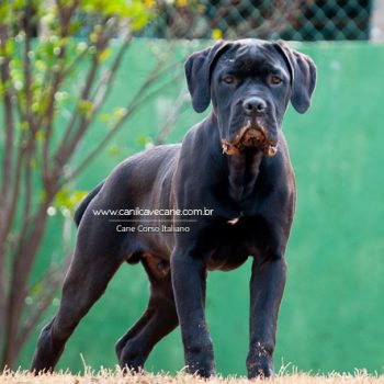 cane corso, foto de cane corso, canecorso picture, pedigree cane corso