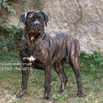 foto de cane corso, cane corso tigrada