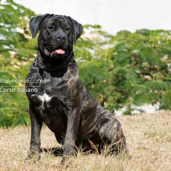 cane corso picture, cane corso italiano