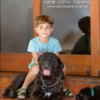 cane corso picture, cane corso italiano