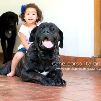 foto cane corso, cane corso picture