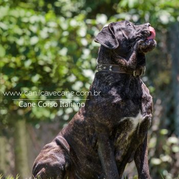 foto de cane corso, cane corso tigrada