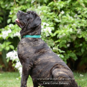 cane corso picture, cane corso italiano