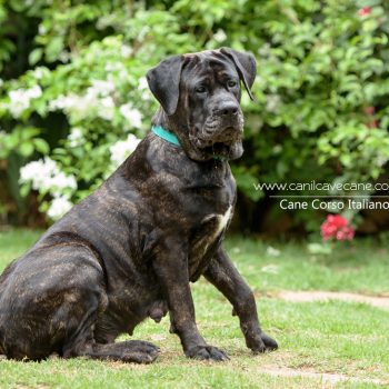 cane corso picture, cane corso italiano