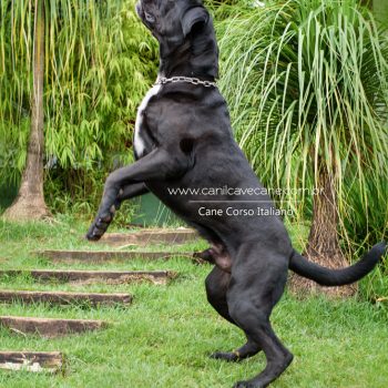 cane corso ação, canecorso movimento, foto de cane corso italiano
