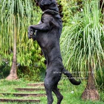cane corso ação, canecorso movimento, foto de cane corso italiano