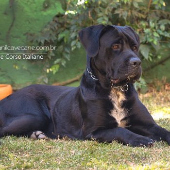 cane corso macho, foto de cane corso, canecorso italiano, cão de guarda canecorso