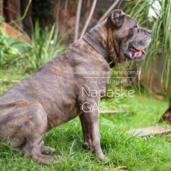 cane corso foto, cane_corso picture