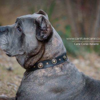 cane corso foto, cane_corso picture