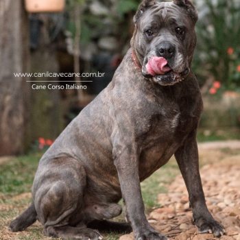 cane corso foto, cane_corso picture